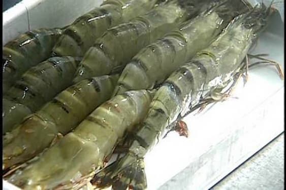 Fresh and frozen black tiger shrimp with cheapest price